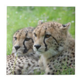 Gepard 009 fliese (Vorderseite)