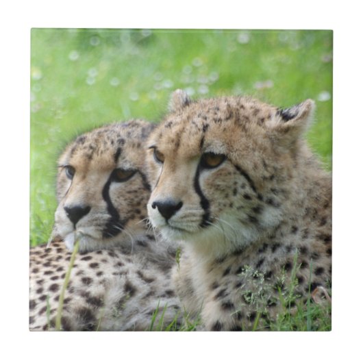 Gepard 009 fliese (Vorderseite)