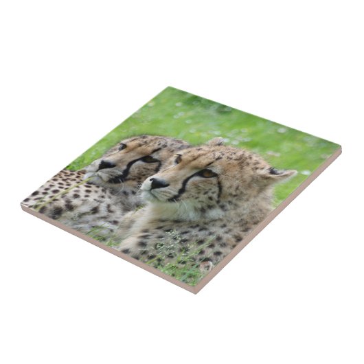 Gepard 009 fliese (Seite)