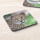 Gepard 009 getränkeuntersetzer (Linke Seite)