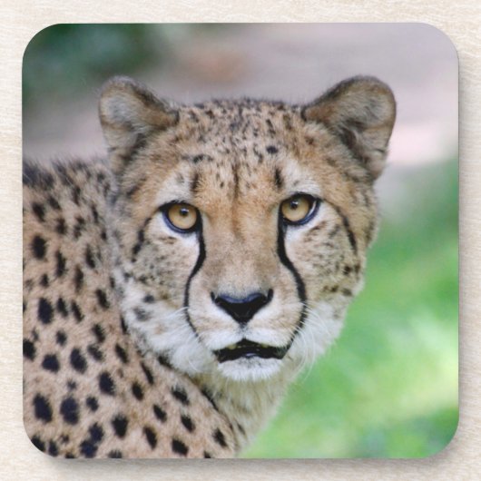 Gepard 009 getränkeuntersetzer (Vorderseite)