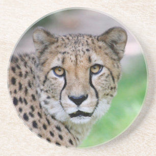 Gepard 009 getränkeuntersetzer
