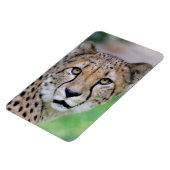 Gepard 009 magnet (Linke Seite)