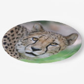 Gepard 009 pappteller (Schrägansicht)