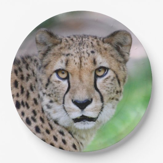 Gepard 009 pappteller (Vorderseite)