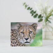 Gepard 009 postkarte (Stehend Vorderseite)