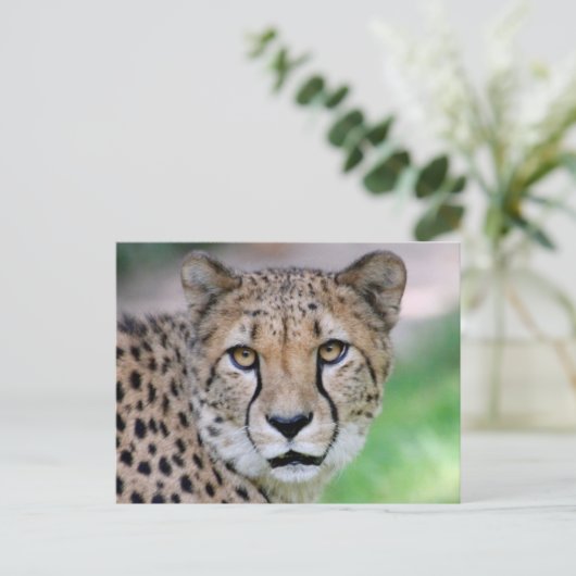 Gepard 009 postkarte (Stehend Vorderseite)
