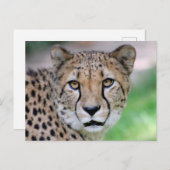 Gepard 009 postkarte (Vorne/Hinten)