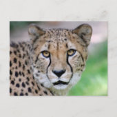 Gepard 009 postkarte (Vorderseite)