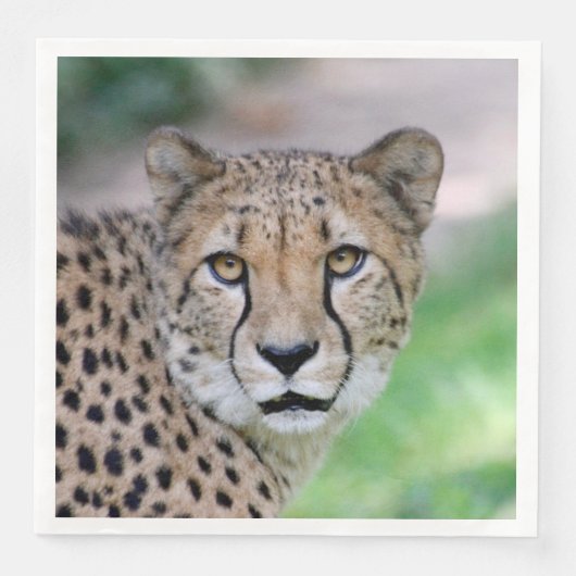 Gepard 009 serviette (Vorderseite)