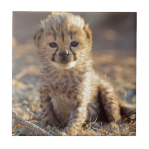 Gepard 19 Tage alter männlicher Jungtier Fliese