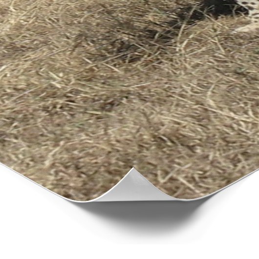 Gepard 20x15" poster (Ecke)