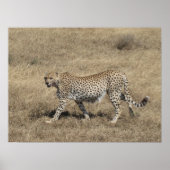 Gepard 20x15" poster (Vorne)