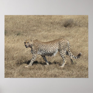 Gepard 20x15" poster