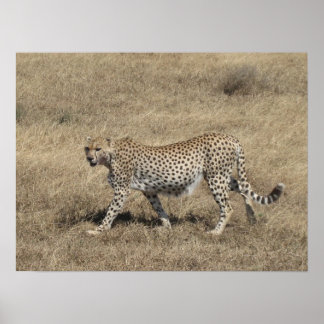 Gepard 20x15" poster
