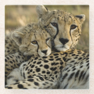 Gepard, Acinonyx jubatus 2 Glasuntersetzer