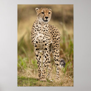 Gepard, Acinonyx jubatus, in der Masai Mara Poster