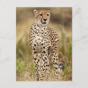Gepard, Acinonyx jubatus, in der Masai Mara Postkarte