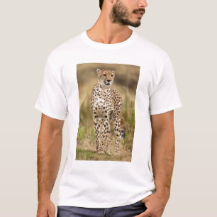 Gepard, Acinonyx jubatus, in der Masai Mara T-Shirt