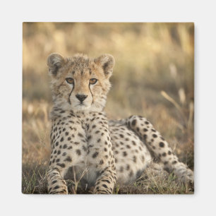Gepard, Acinonyx jubatus Magnet