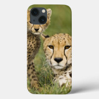 Gepard, Acinonyx jubatus, mit Jungem in