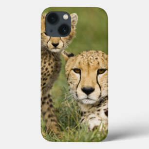 Gepard, Acinonyx jubatus, mit Jungem in Case-Mate iPhone Hülle