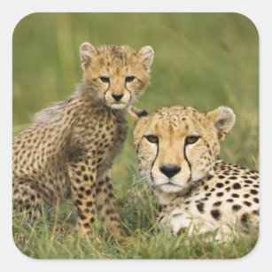 Gepard, Acinonyx jubatus, mit Jungem in Quadratischer Aufkleber