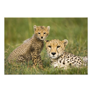 Gepard, Acinonyx jubatus, mit Jungtier Fotodruck