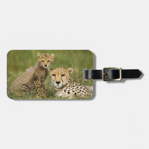 Gepard, Acinonyx jubatus, mit Jungtier Gepäckanhänger