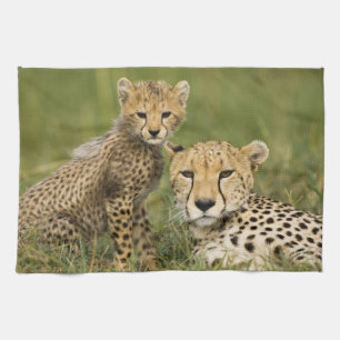 Gepard, Acinonyx jubatus, mit Jungtier Handtuch