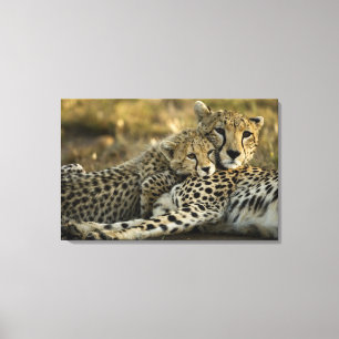 Gepard, Acinonyx jubatus, mit Jungtier in der Masa Leinwanddruck