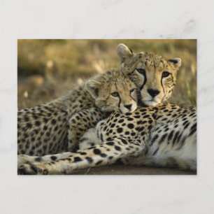 Gepard, Acinonyx jubatus, mit Jungtier in der Masa Postkarte