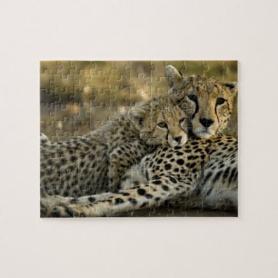 Gepard, Acinonyx jubatus, mit Jungtier in der Masa Puzzle