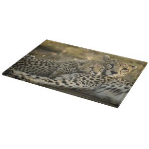 Gepard, Acinonyx jubatus, mit Jungtier in der Masa Schneidebrett
