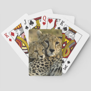 Gepard, Acinonyx jubatus, mit Jungtier in der Masa Spielkarten