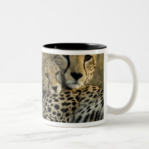 Gepard, Acinonyx jubatus, mit Jungtier in der Masa Zweifarbige Tasse