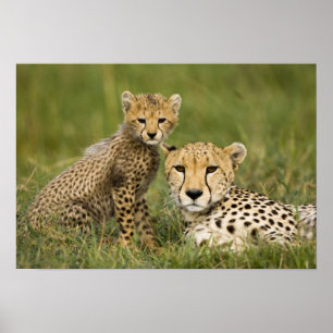 Gepard, Acinonyx jubatus, mit Jungtier Poster