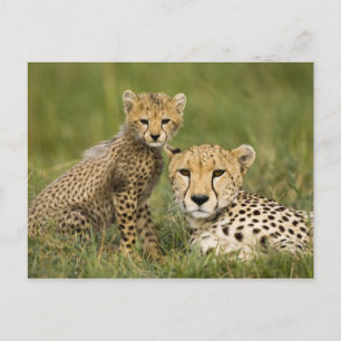 Gepard, Acinonyx jubatus, mit Jungtier Postkarte