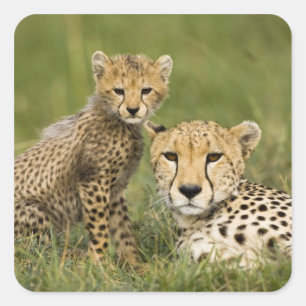Gepard, Acinonyx jubatus, mit Jungtier Quadratischer Aufkleber