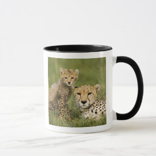 Gepard, Acinonyx jubatus, mit Jungtier Tasse