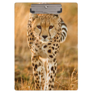 Gepard (Acinonyx Jubatus) Portrait, Maasai Klemmbrett