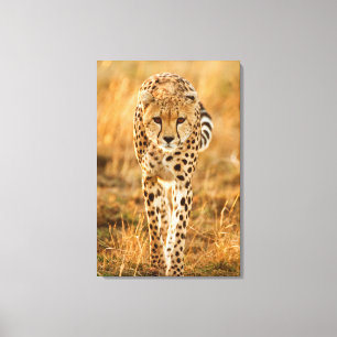 Gepard (Acinonyx Jubatus) Portrait, Maasai Leinwanddruck