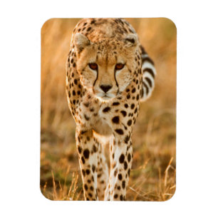 Gepard (Acinonyx Jubatus) Portrait, Maasai Magnet