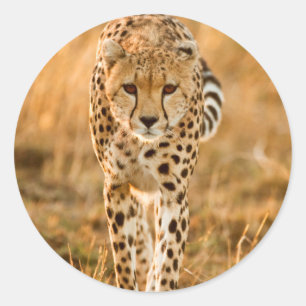 Gepard (Acinonyx Jubatus) Portrait, Maasai Runder Aufkleber