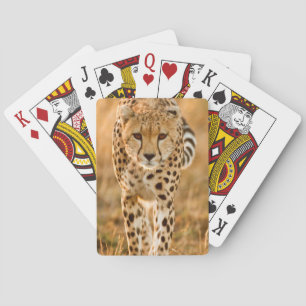 Gepard (Acinonyx Jubatus) Portrait, Maasai Spielkarten
