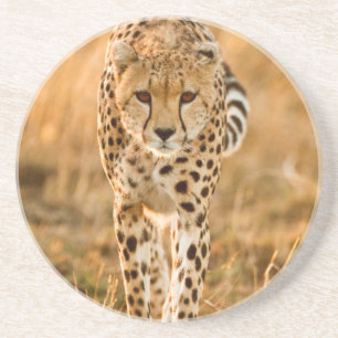 Gepard (Acinonyx Jubatus) Portrait, Maasai Untersetzer