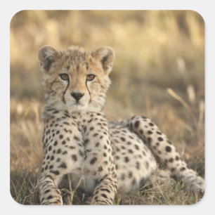 Gepard, Acinonyx jubatus Quadratischer Aufkleber