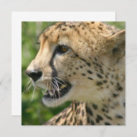 Gepard-Angriffs-Einladung Einladung (Vorne/Hinten)