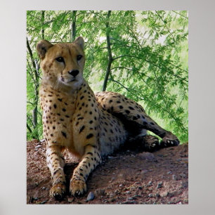Gepard auf einem Felsen Poster