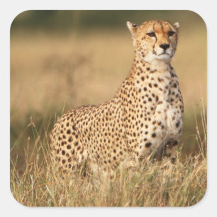 Gepard auf kleiner Anhöhe für bessere Sichtbarkeit Quadratischer Aufkleber
